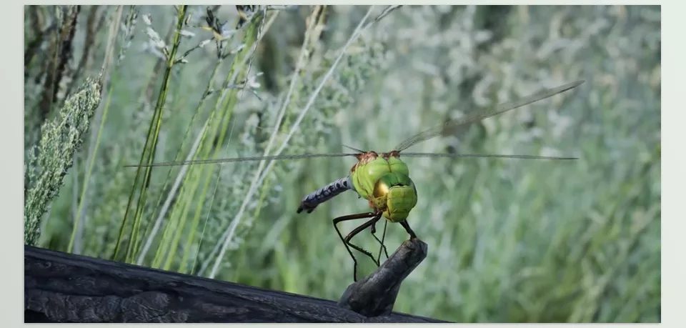 Animalia Green Darner Dragonfly - all animations available with and without the root motion.