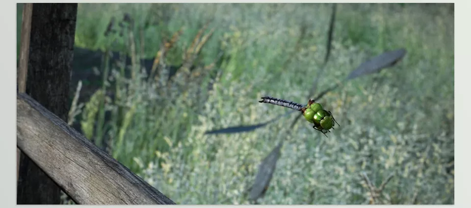 Animalia Green Darner Dragonfly - animations authored at 60 fps